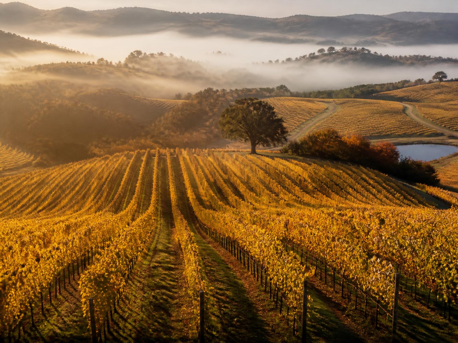 Napa Valley vineyard rows in morning mist